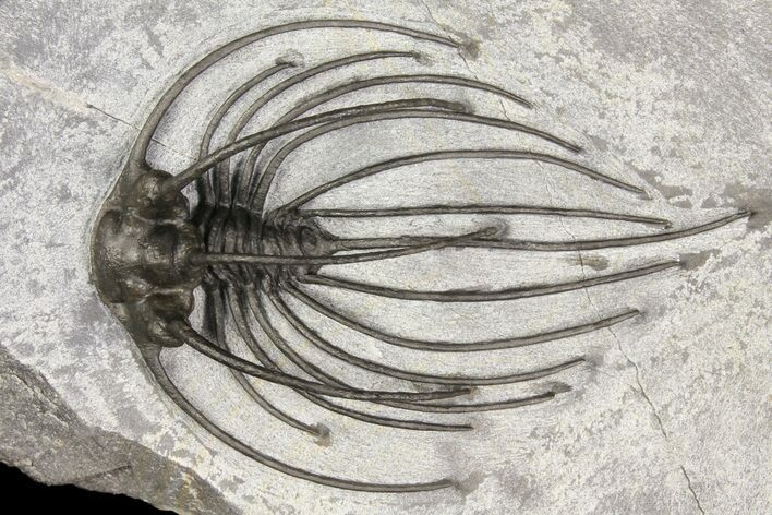 Rare, Spiny Heliopeltis Trilobite - Issoumour, Morocco #166122